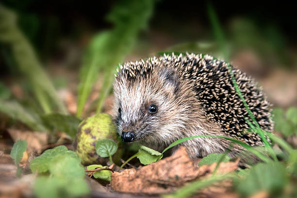 Hedgehog